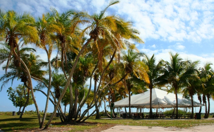 Squiggle Palms - Virginia Key Beach Park - © 2015 JiMmY RocKeR PhoToGRaPhY